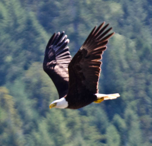 Klamath River Eagle on Jet Boat