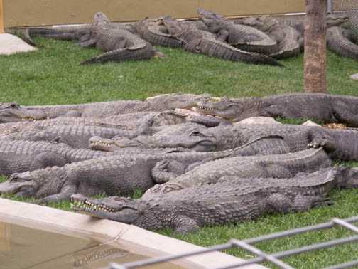 alligator Retile Gardens