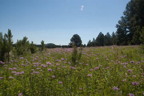 Custer State Park Flowers
