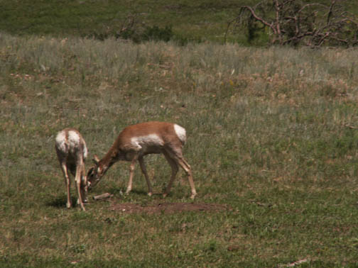 Custer State Park Antelope