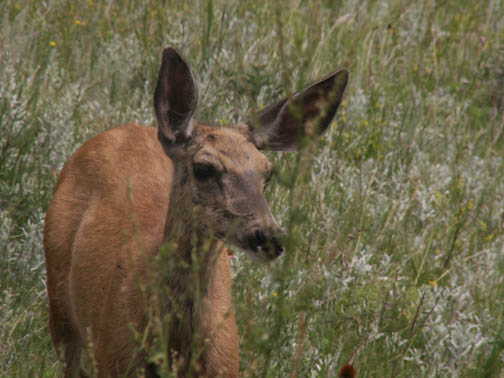 Custer State Park Deer