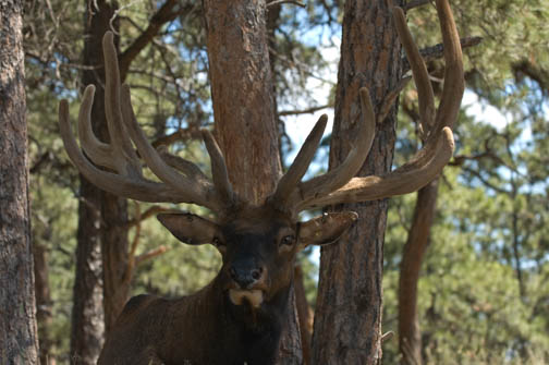 Bear Country USA Elk