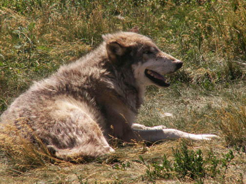 Bear Country USA Wolf