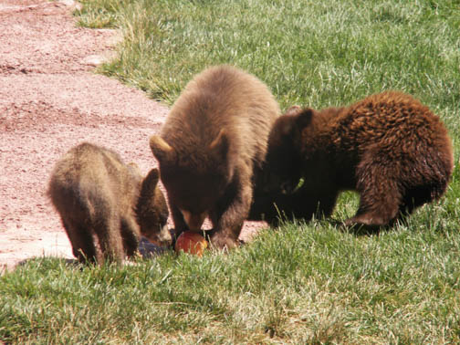 Bear Country USA Baby Brown Bear