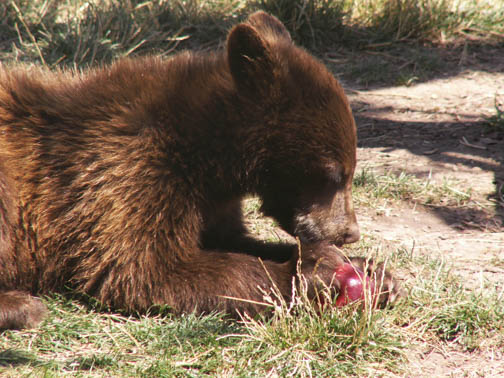 Bear Country USA Baby Brown Bear