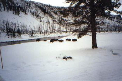 Yellowstone In The Winter